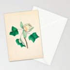 Tulip-tree blossom by Clarissa Munger Badger, 1859 (benefitting The Nature Conservancy) Stationery Card Gallery Image 2
