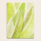 Agave Cactus in Morning Sunlight Notebook Gallery Image 4