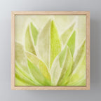 Agave Cactus in Morning Sunlight Mini Art Print Gallery Image 1