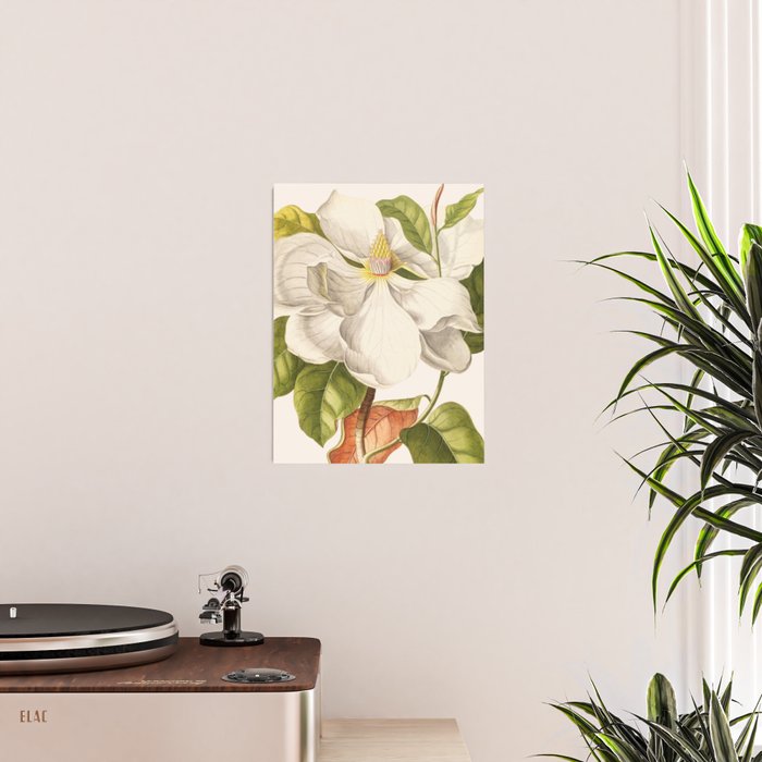 Magnolia Poster Gallery Image 2