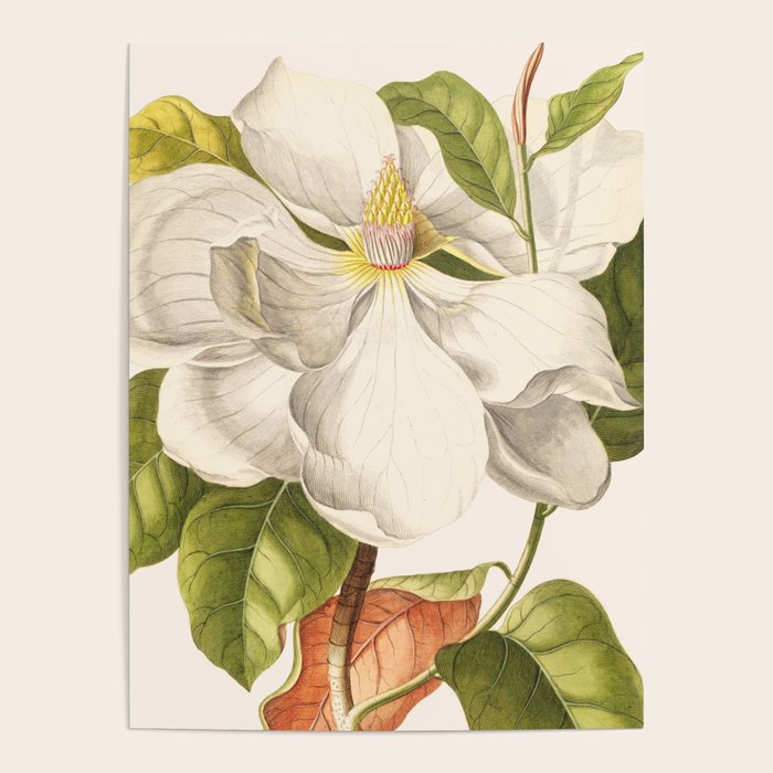 Magnolia Poster Gallery Image 4