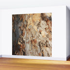 Eucalyptus Tree Peeling Bark Abstract Wall Mural Gallery Image 2