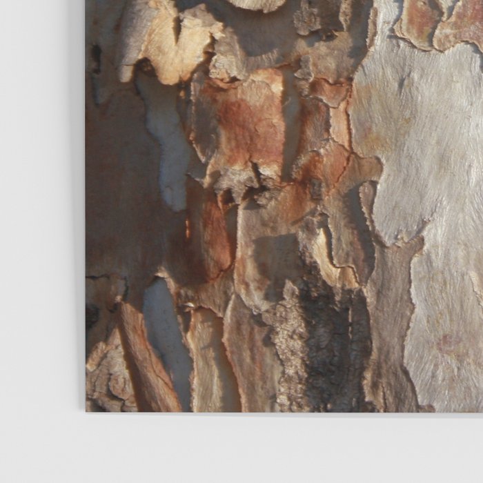 Eucalyptus Tree Peeling Bark Abstract Poster Gallery Image 3