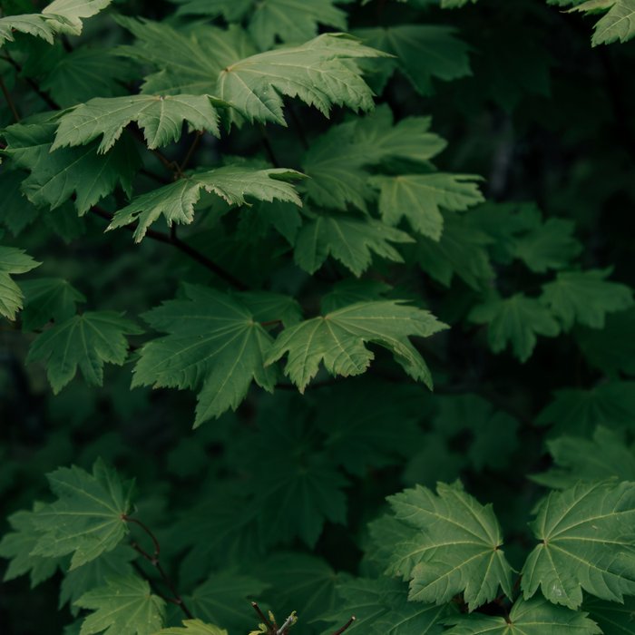 Some Greenery III Coffee Mug Gallery Image 2