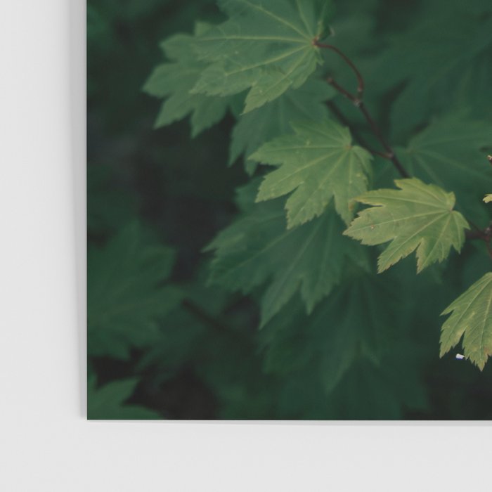 Some Greenery III Poster Gallery Image 3