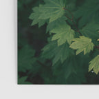 Some Greenery III Poster Gallery Image 3