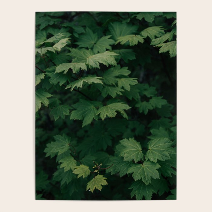 Some Greenery III Poster Gallery Image 4
