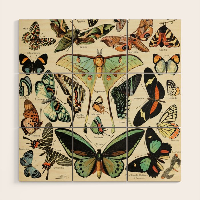 French Vintage Butterflies Chart Adolphe Millot Papillons Larousse Pour Tous Cozy Boho Maximalist Wood Wall Art Gallery Image 1