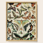French Vintage Butterflies Chart Adolphe Millot Papillons Larousse Pour Tous Cozy Boho Maximalist Serving Tray Gallery Image 1