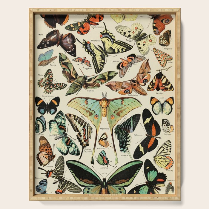 French Vintage Butterflies Chart Adolphe Millot Papillons Larousse Pour Tous Cozy Boho Maximalist Serving Tray Gallery Image 1