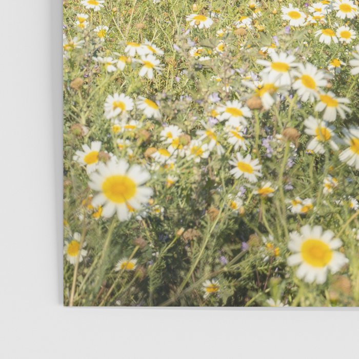 Horses in a Field of Wildflowers | Portugal Travel Art Print | Animal Photography in Europe Poster Gallery Image 3