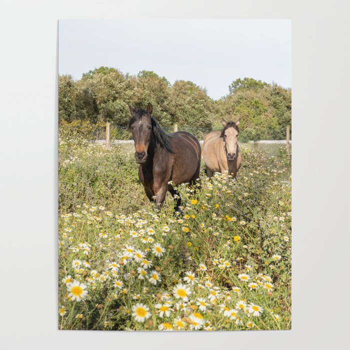 Horses in a Field of Wildflowers | Portugal Travel Art Print | Animal Photography in Europe Poster Gallery Image 4