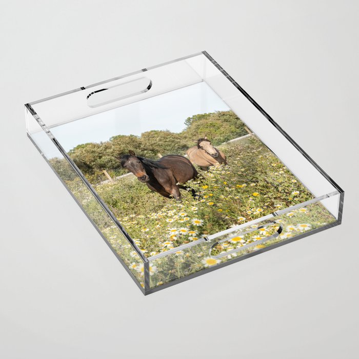 Horses in a Field of Wildflowers | Portugal Travel Art Print | Animal Photography in Europe Acrylic Tray Gallery Image 1