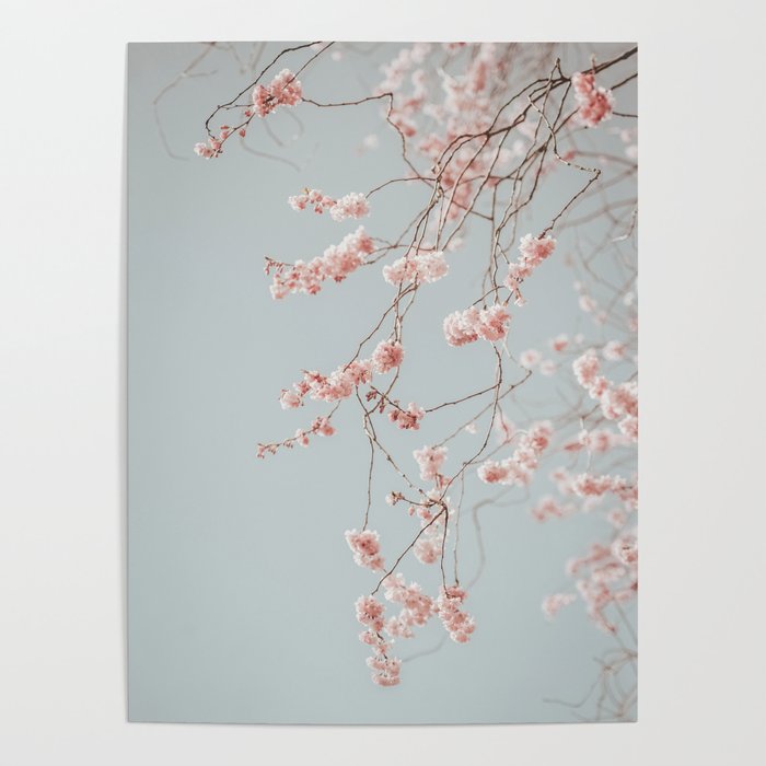 Cherry Blossom Poster