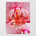 Close up Orchid 37 Poster Gallery Image 4