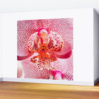 Close up Orchid 37 Wall Mural Gallery Image 2
