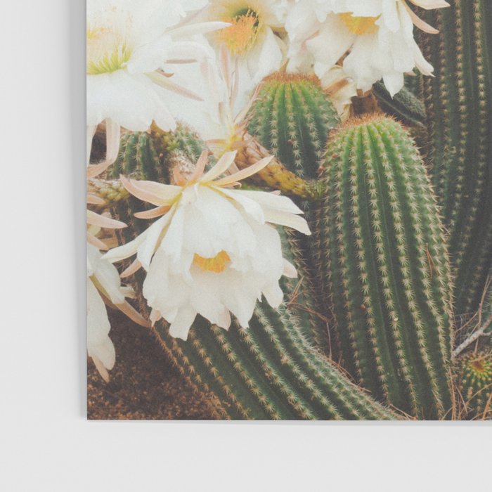 Cactus and Flowers Poster Gallery Image 3