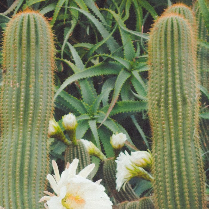 Cactus and Flowers Coffee Mug Gallery Image 2