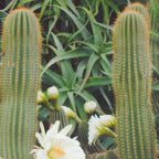 Cactus and Flowers Coffee Mug Gallery Image 2