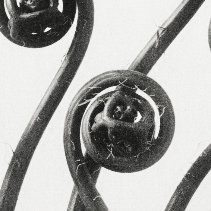 American Maiden-hair Fern fronds wonders of nature black and white photograph by Karl Blossfeldt Coffee Mug Gallery Image 2