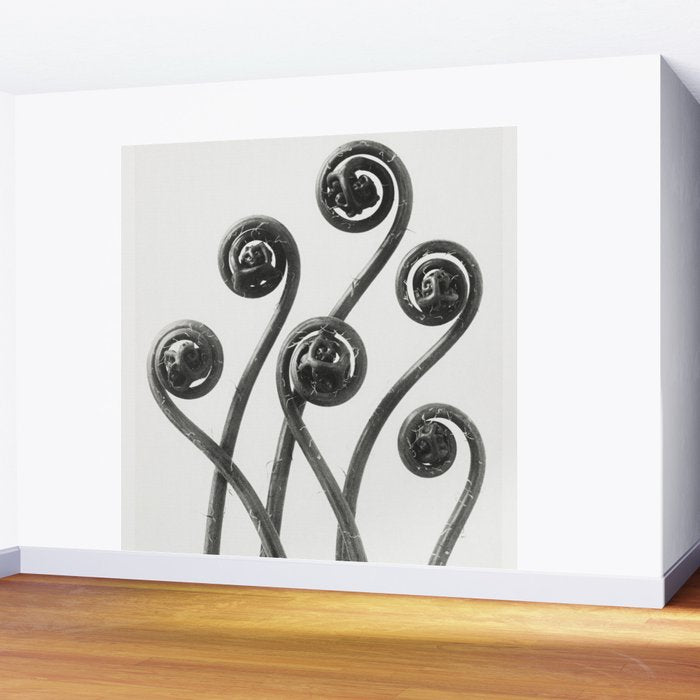 American Maiden-hair Fern fronds wonders of nature black and white photograph by Karl Blossfeldt Wall Mural Gallery Image 2