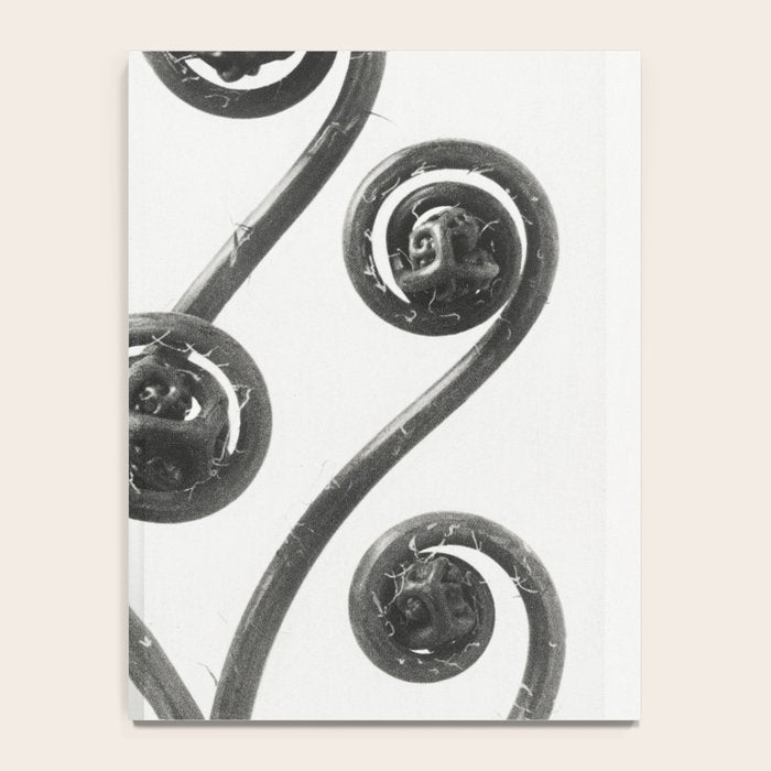 American Maiden-hair Fern fronds wonders of nature black and white photograph by Karl Blossfeldt Notebook Gallery Image 4