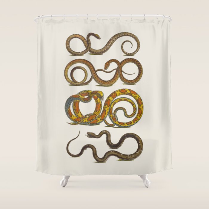 Albertus Seba Snakes Illustration  Shower Curtain Gallery Image 1