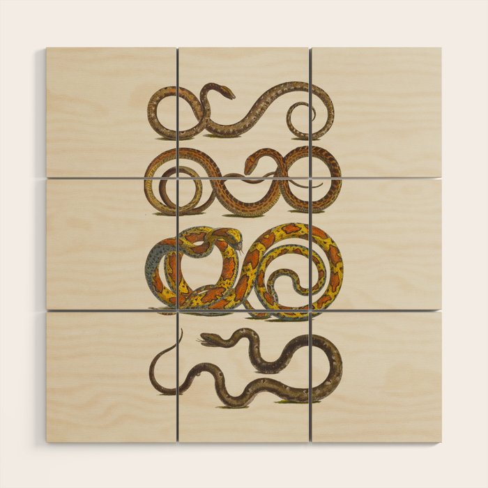 Albertus Seba Snakes Illustration  Wood Wall Art Gallery Image 1