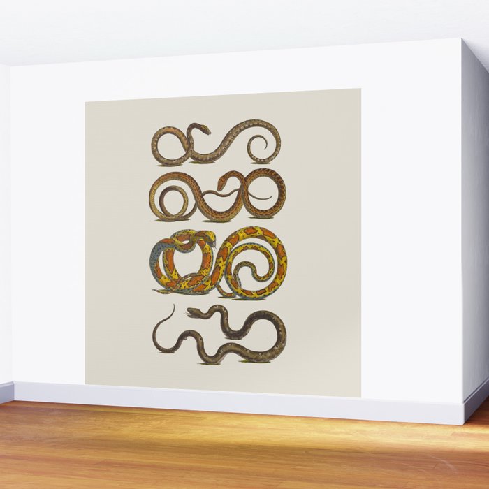 Albertus Seba Snakes Illustration  Wall Mural Gallery Image 2