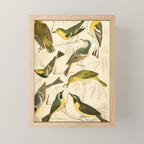 Warblers from The Edinburgh Journal, 1835 (benefitting The Nature Conservancy) Mini Art Print Gallery Image 1
