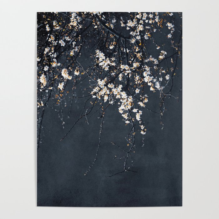 White Blossom Flowers on Blue Texture - Tree - Elegant Floral - Nature photography Poster Gallery Image 4