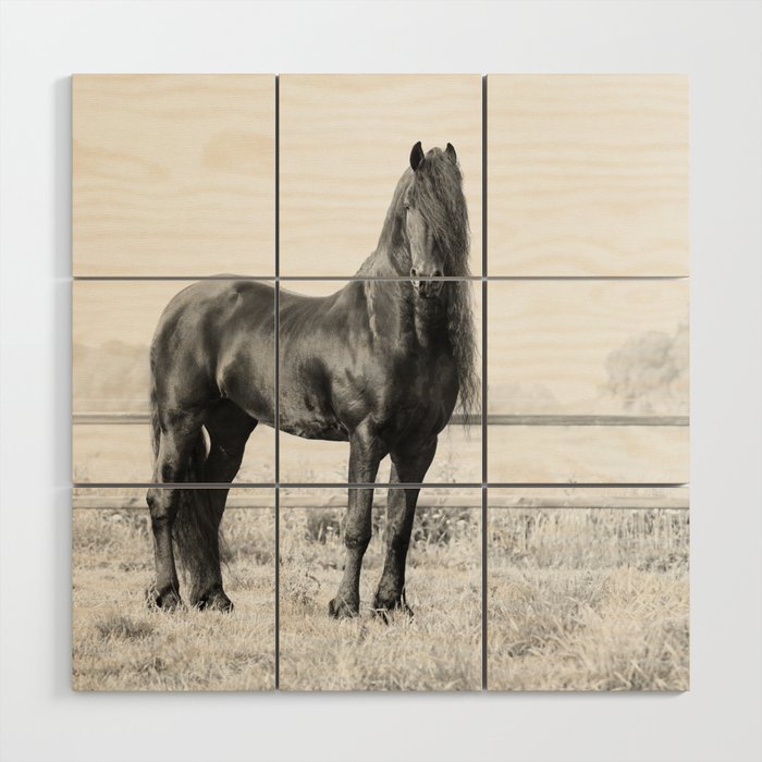 Dark Horse - Nature Photography Wood Wall Art Gallery Image 1