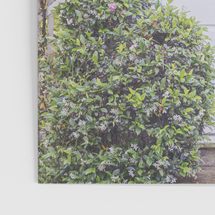 Charleston South Carolina Photography x Charleston Courtyard Roses Poster Gallery Image 3