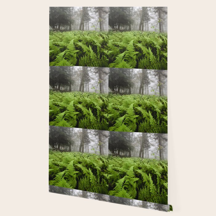 Fern Prairie Nature Forest Photography Wallpaper Gallery Image 2