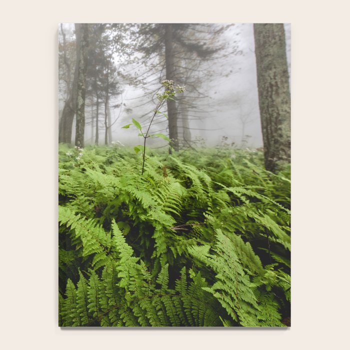 Fern Prairie Nature Forest Photography Notebook Gallery Image 4