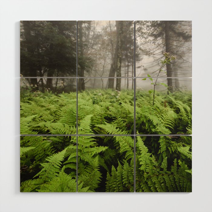 Fern Prairie Nature Forest Photography Wood Wall Art Gallery Image 1