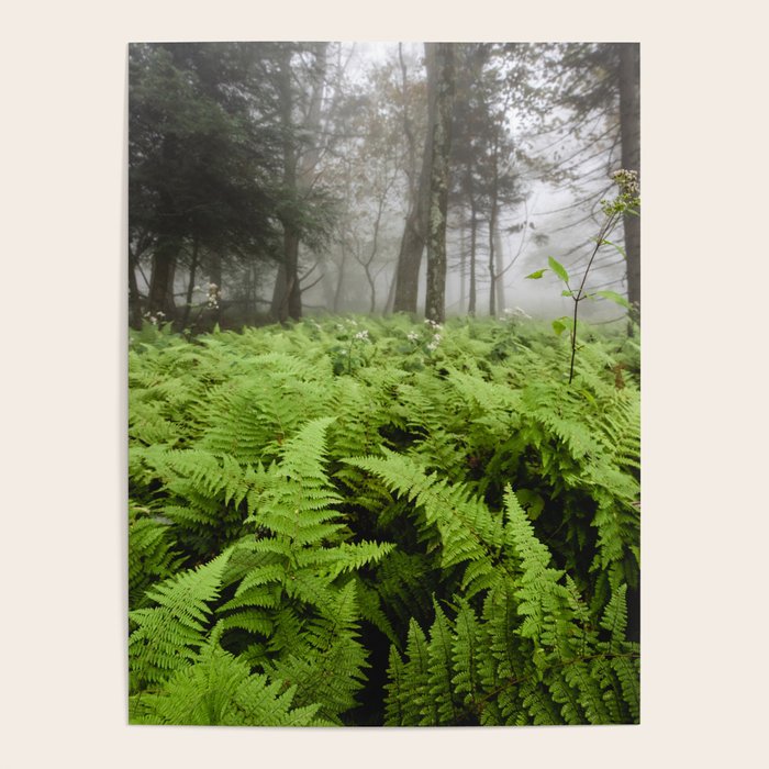 Fern Prairie Nature Forest Photography Poster Gallery Image 4