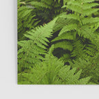 Fern Prairie Nature Forest Photography Poster Gallery Image 3