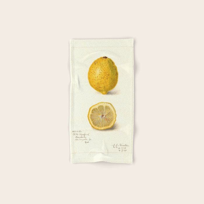 Vintage Lemon Botanical Illustration Antique Citrus Fruit Art with Yellow Tones Bath Towel Gallery Image 1