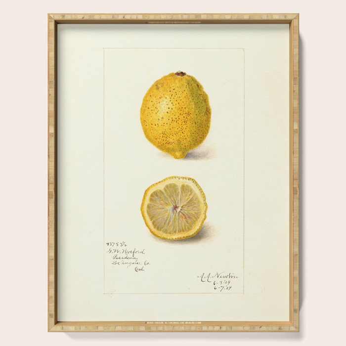 Vintage Lemon Botanical Illustration Antique Citrus Fruit Art with Yellow Tones Serving Tray Gallery Image 1