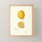 Vintage Lemon Botanical Illustration Antique Citrus Fruit Art with Yellow Tones Mini Art Print Gallery Image 1