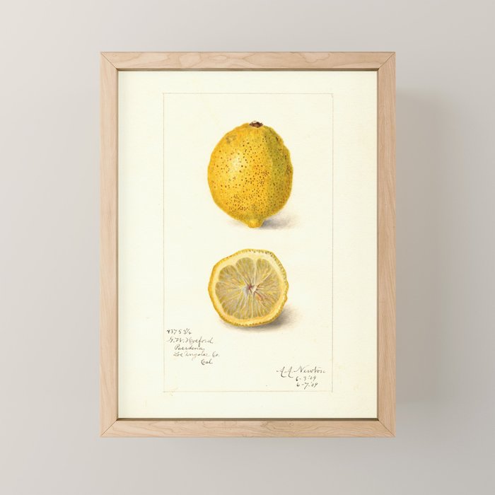 Vintage Lemon Botanical Illustration Antique Citrus Fruit Art with Yellow Tones Mini Art Print Gallery Image 1