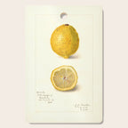 Vintage Lemon Botanical Illustration Antique Citrus Fruit Art with Yellow Tones Cutting Board Gallery Image 1