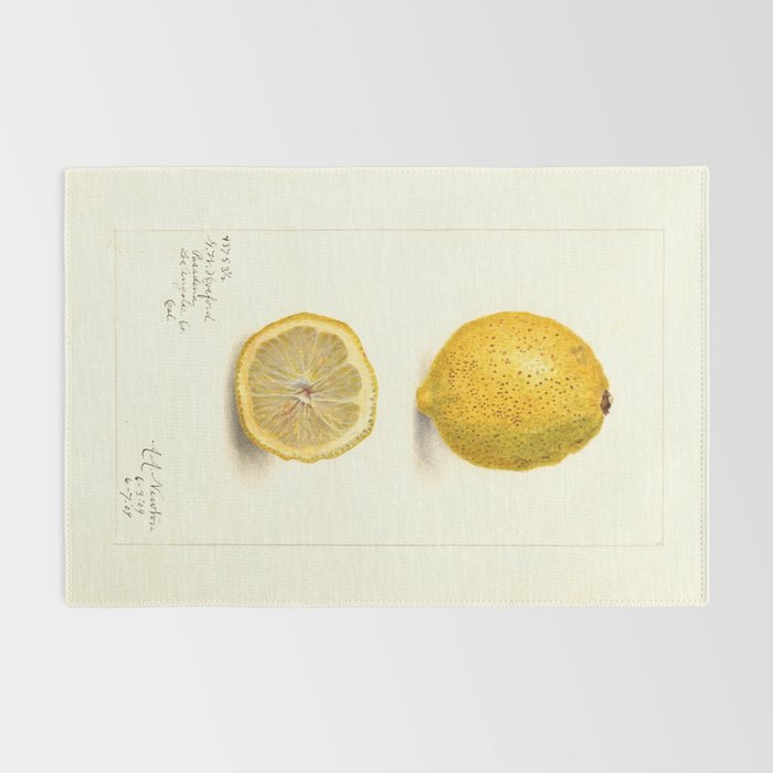 Vintage Lemon Botanical Illustration Antique Citrus Fruit Art with Yellow Tones Rug Gallery Image 2