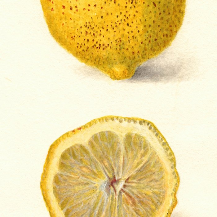 Vintage Lemon Botanical Illustration Antique Citrus Fruit Art with Yellow Tones Coffee Mug Gallery Image 2