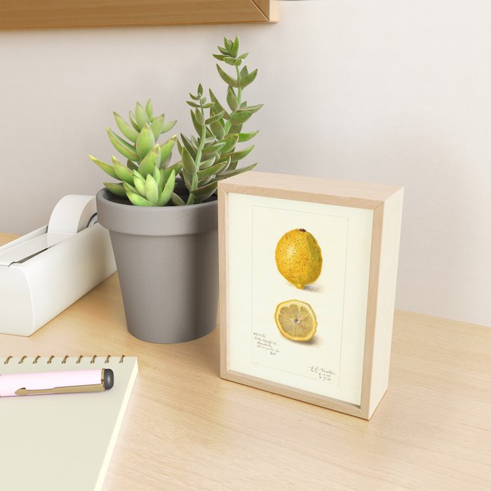 Vintage Lemon Botanical Illustration Antique Citrus Fruit Art with Yellow Tones Mini Art Print Gallery Image 2