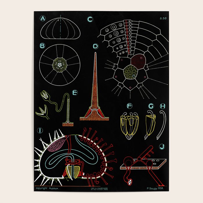 Paul Sougy: The Sea Urchin, 1958s (proceeds benefit The Nature Conservancy) Poster Gallery Image 1
