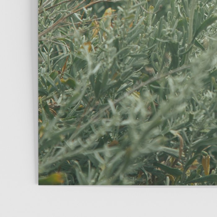 Sage Poster Gallery Image 3
