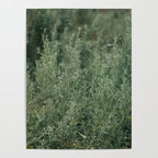 Sage Poster Gallery Image 4