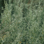 Sage Coffee Mug Gallery Image 2